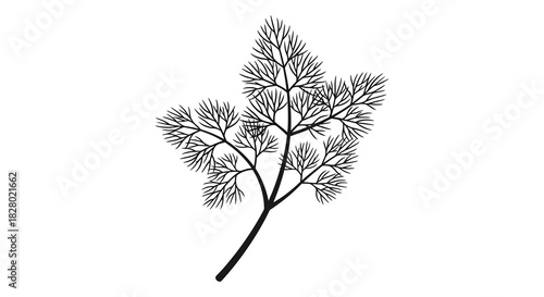 Elegant dill herb plant branch in black and white silhouette