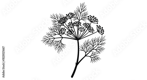 Elegant dill plant illustration in black and white silhouette