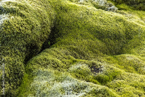 A velvety moss tapestry glows across Southern Iceland’s hillside in the hush of afternoon light