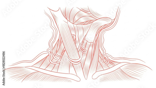 Illustration of the human neck anatomy showcasing muscles and tissue structures in detail and artistic style