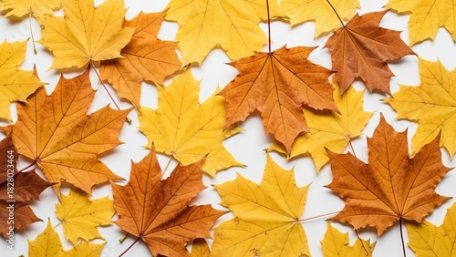 Wallpaper Mural Autumn maple leaves foliage background for fall season colorful nature botanical design Torontodigital.ca