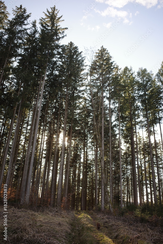 Fototapeta premium Sunlight through Tall Pine Forest Trees