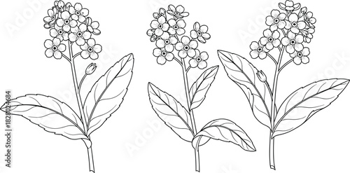 Set of hand drawn forget-me-not flowers, myosotis plant sketch, black botanical line art vector illustration, isolated on white background.