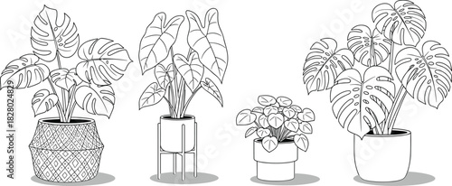 Set of potted house plants, monstera and alocasia sketches, black line art vector illustration, isolated on white background.
