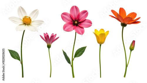A bouquet of colorful flowers arranged on a clean white background, ideal for use in design projects and advertising materials