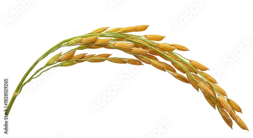 Bild auf Leinwand Golden paddy rice ear isolated PNG on transparent background, ripe grain crop fo