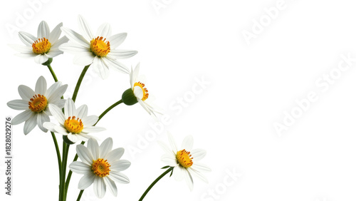 A bouquet of white flowers arranged in a decorative vase