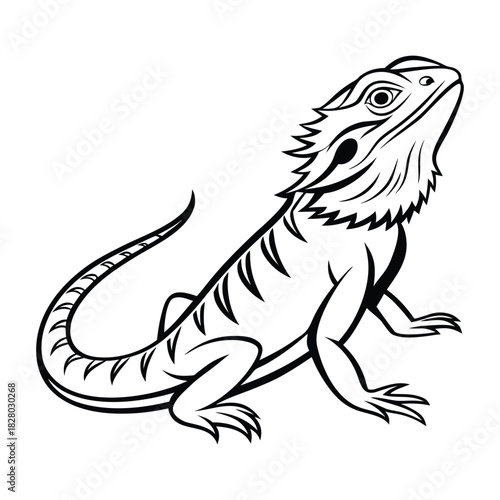 Bearded dragon lizard looking up, detailed reptile outline illustration for coloring book page Vector