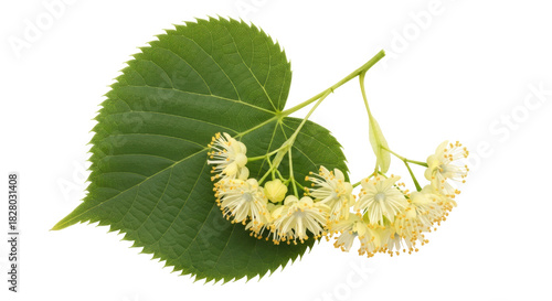 Photos Linden flowers with leaf isolated PNG, fragrant blossoms of Tilia tree on transp