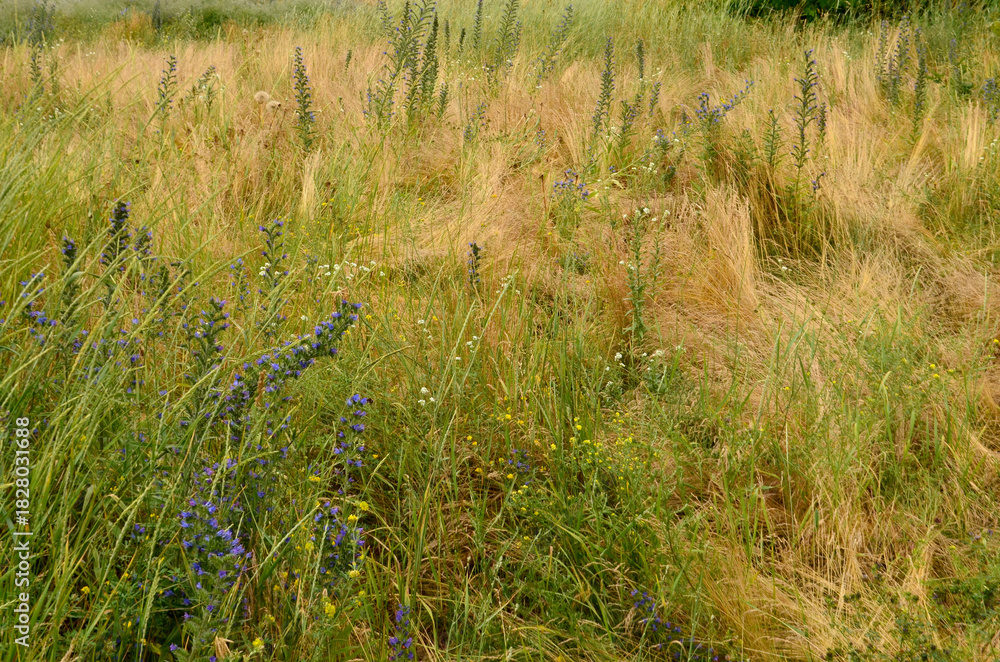Fototapeta premium Background, pleasantly colored autumn grass and flowers on the field.