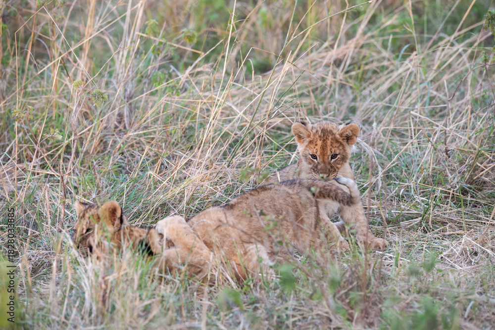 Naklejka premium lioness in the grass