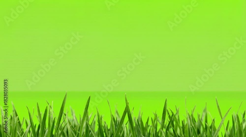 Fresh green grass blades against bright green background providing natural texture for seasonal designs  

