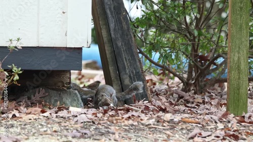 Two grey squirrels mating playing in the fall leaves. 