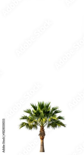 Wallpaper Mural Striking image of a lush green palm standing alone. This iconic symbol of tropics and vacation is isolated on a pure white backdrop, island, cutout, simple Torontodigital.ca