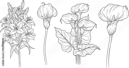 Botanical flower illustration, lilies and calla lilies, black and white line drawing, floral sketch art, nature study vector