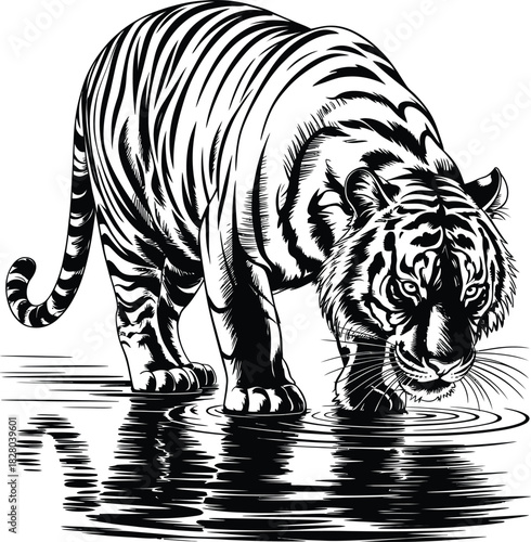 Illustration of Tiger Drinking Water with Reflection on Surface