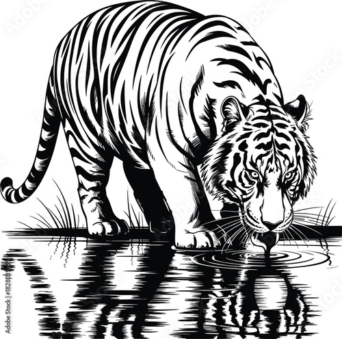 Tiger Drinking Water with Reflection Engraving Style Vector Illustration