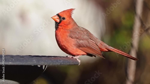 Northern male cardinal red bird perched at birdbath, against blurry background. 