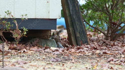 Two grey squirrels mating playing in the fall leaves. 