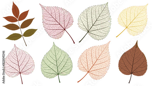 Vibrant autumn leaves in various colors, a beautiful botanical design for fall decor or autumnal crafts, perfect for backgrounds and patterns