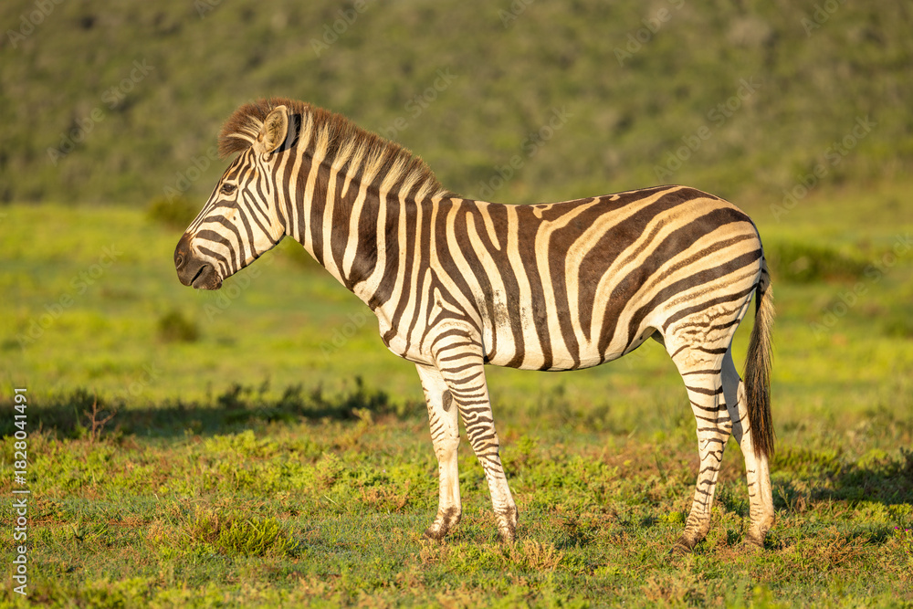 Naklejka premium Plains zebra, equus quagga, equus burchellii, common zebra, in beautiful light, Addo Elephant National Park, South Africa.
