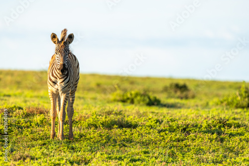 Plains zebra, equus quagga, equus burchellii, common zebra foal, Addo Elephant National Park, South Africa.