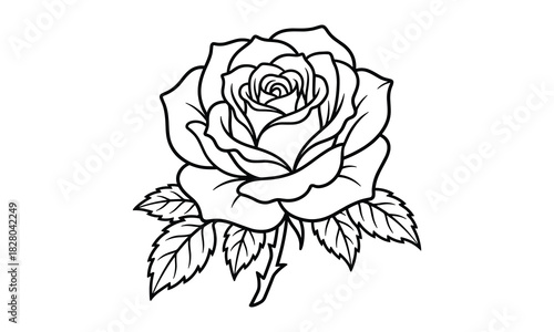 Detailed outline drawing of a blooming rose flower isolated on white background