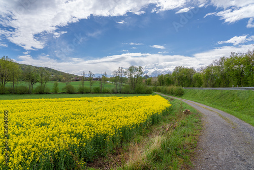 Rapeseed fields
