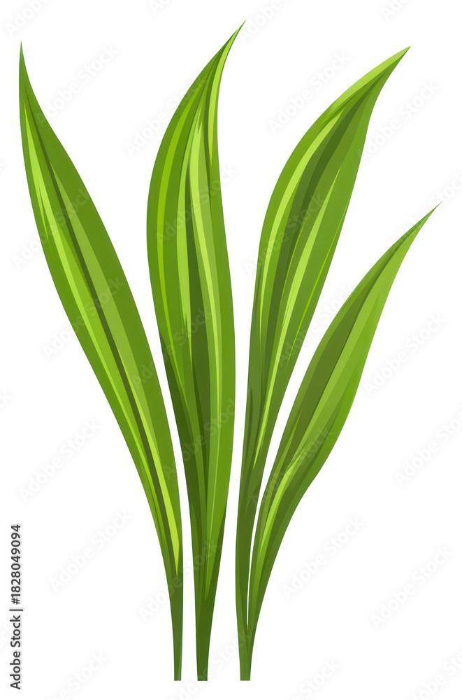 Fototapeta premium PNG Green grass leaf leaves illustration plant.