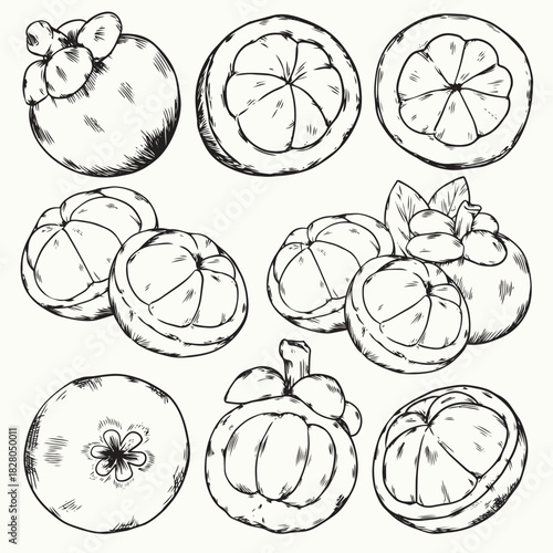 Isolated hand drawn tropical Mangosteen outline drawing fruit illustration