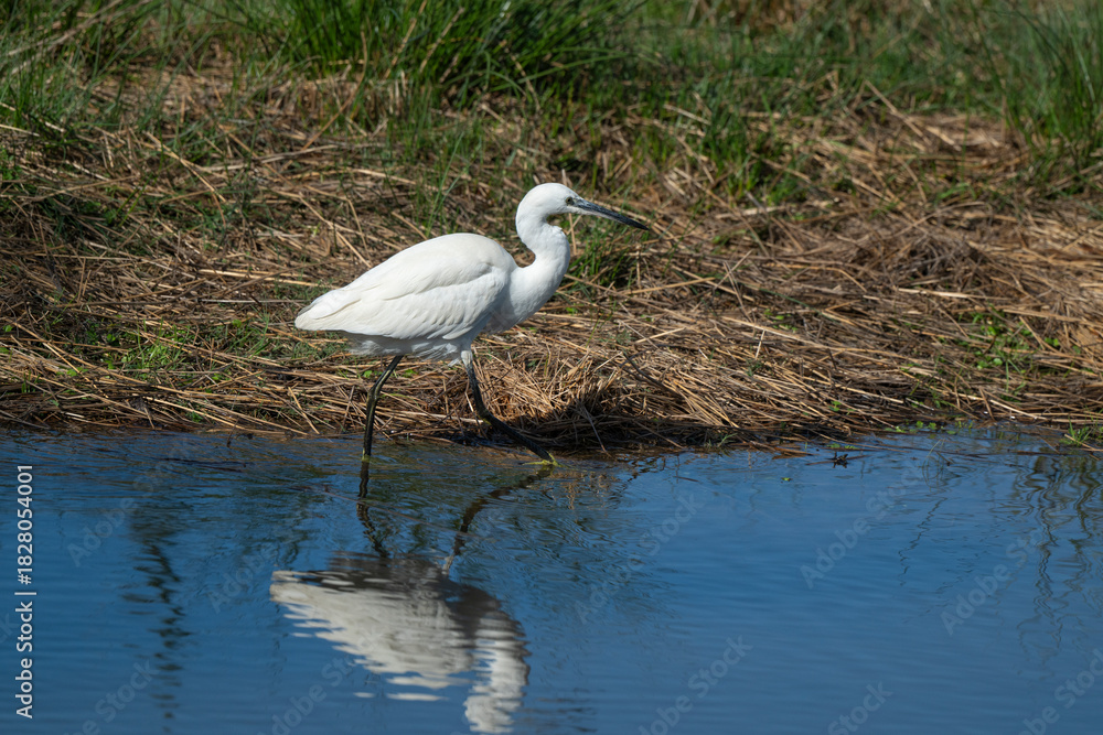 Fototapeta premium Aigrette garzette