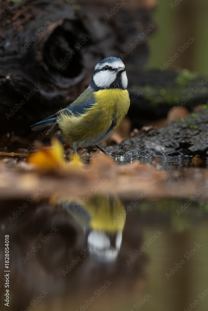 Fototapeta premium Mésange bleue
