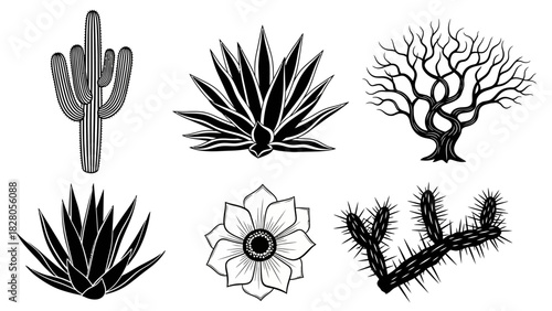 Collection of black and white desert plant illustrations: saguaro cactus, agave, arid tree, and a desert flower Vector