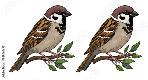 Two sparrows perched small branches with green leaves, depicted as an illustration