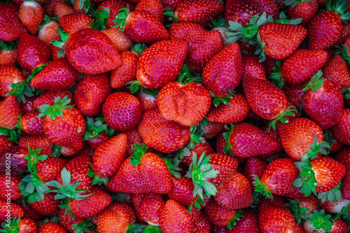 Plastic box full of strawberry between bushes on the farm. Harvest organic strawberry farm, berries, Fresh Strawberries in the box and in the background the lines of a strawberry plant in the field.