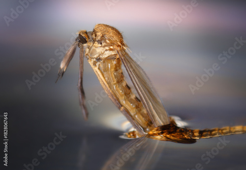 A mosquito hatches from pupa on the surface of the water.