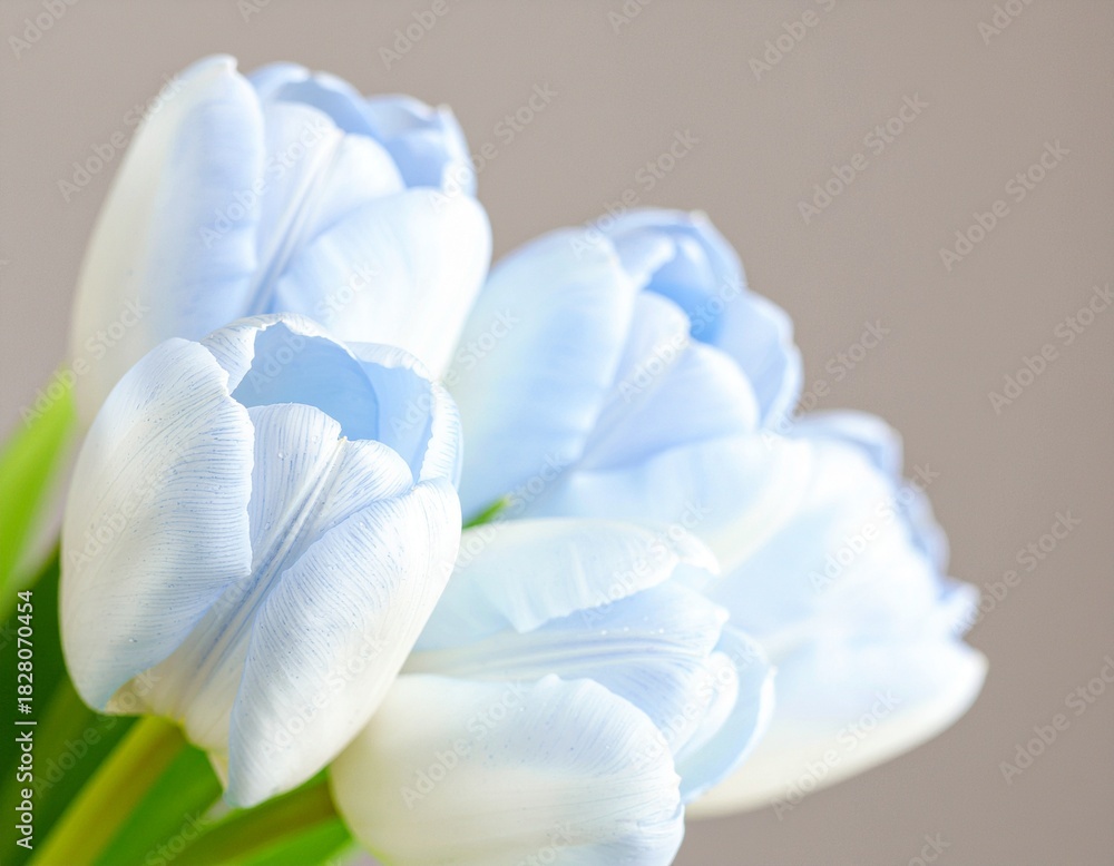 Fototapeta premium 水滴をまとった青いチューリップ 4Kリアリスティック 