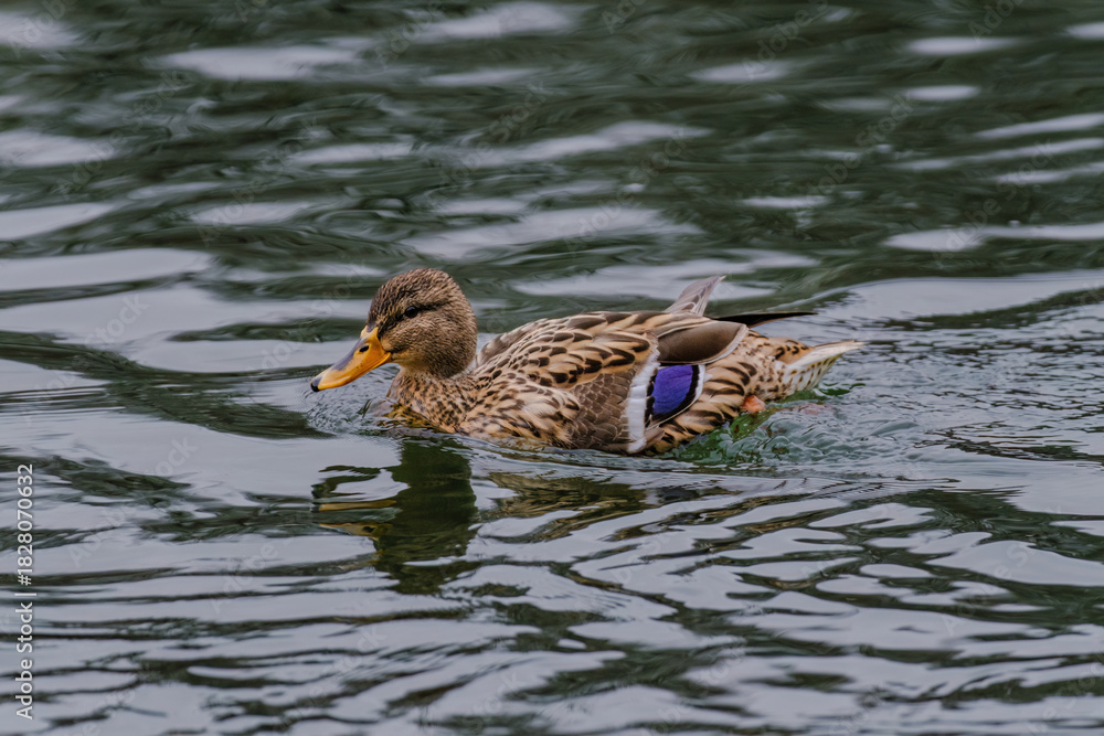 Fototapeta premium wild duck in pond