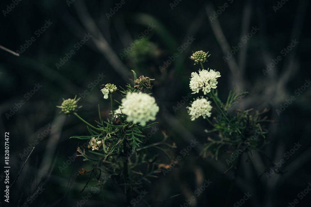 custom made wallpaper toronto digitalwhite flowers in the meadow