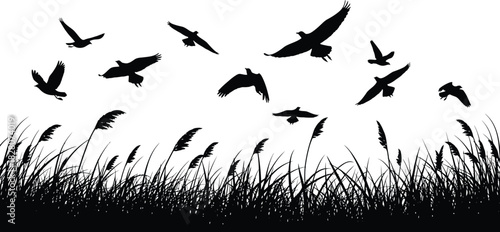 Birds flying over field of tall grass silhouette against white background.