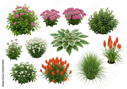 Meticulously arranged diverse healthy garden plants: pink spirea, sedum, hostas, kniphofia, grasses on transparent background, ample negative space, concept of sustainable design