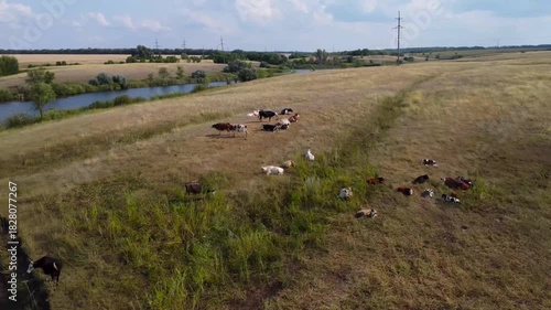 Flight over the river towards cows grazing in a meadow.