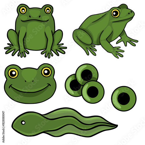 A charming vector collection showcasing various stages of frog life, including tadpoles, frogspawn, and adult frogs in different poses.