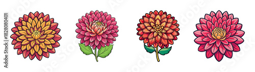 Collection of four vibrant dahlia flowers in various shades of red, orange, and pink, beautifully illustrated and