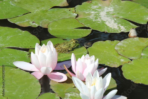 a frog among luxurious lilies in a park pond