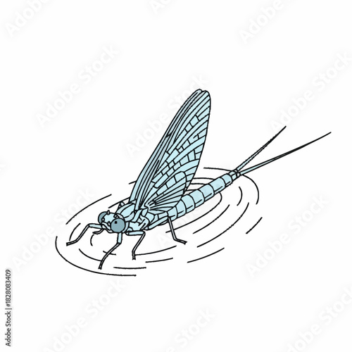Detailed Illustration of a Mayfly Landing on Water.