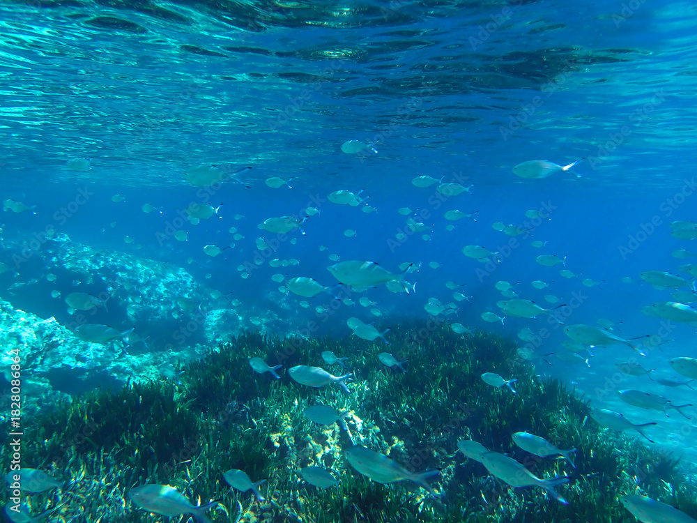 Fototapeta premium Ocean blue underwater with sunrays, Underwater Sea Deep Water Abstract Sunshine, sea wave , clean waters in summer time, Natural underwater seascape, sand on ocean floor and water surface with sunligh