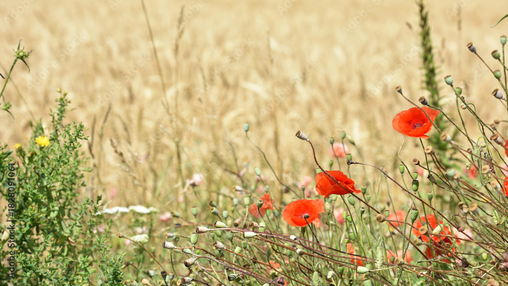 Fototapeta premium poppies. delicate petals of red poppies in the sun. background with poppy flowers. Beautiful red poppy wild flower and buds in the field. beauty in nature. close-up. spring season, summer time