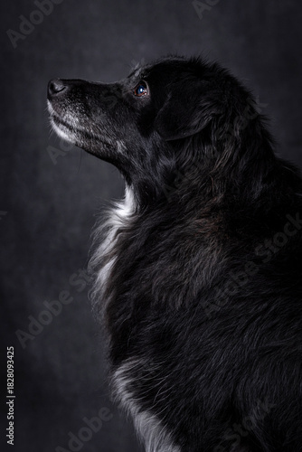 black mongrel portrait on black background