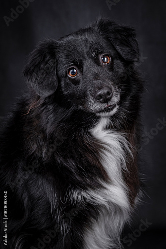 black mongrel portrait on black background